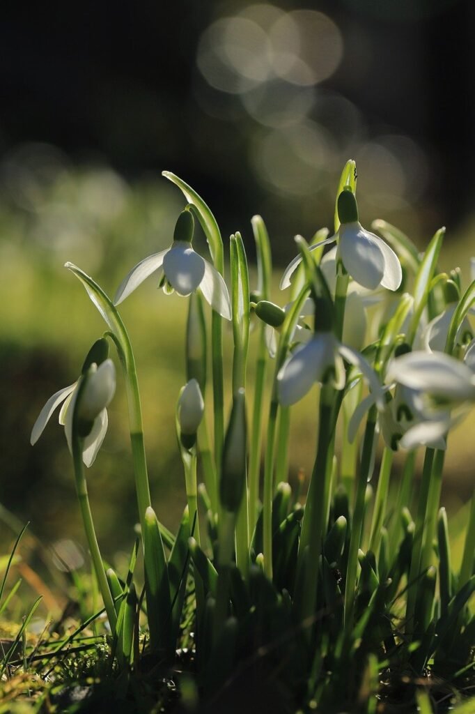 snowdrop, nature, blossom, bloom, flora